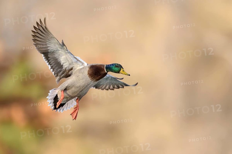 Mallard (Anas platyrhynchos) male flying, Texas, USA
