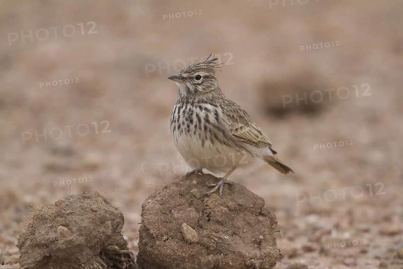 Thekla Lark (Galerida theklae), Morocco