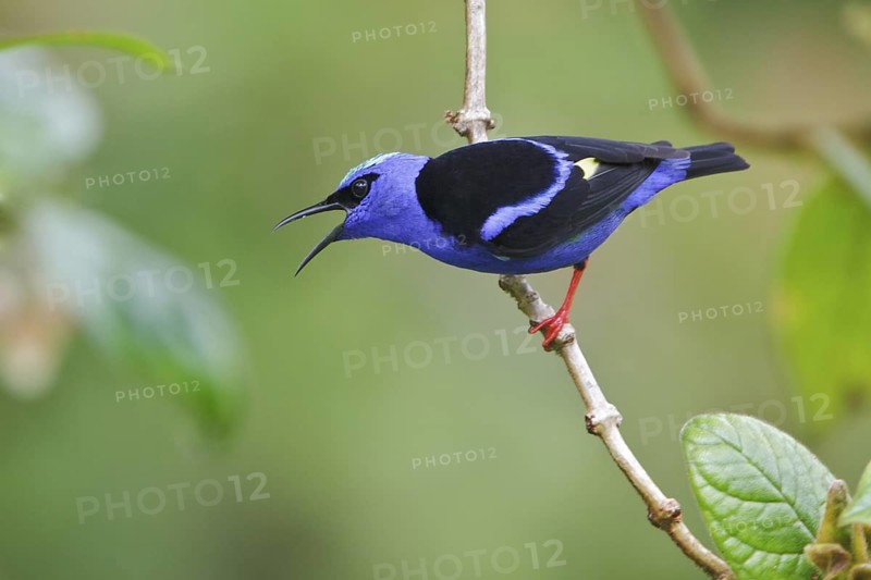 Red-legged Honeycreeper (Cyanerpes cyaneus) perched on a branch in Costa Rica, Central America