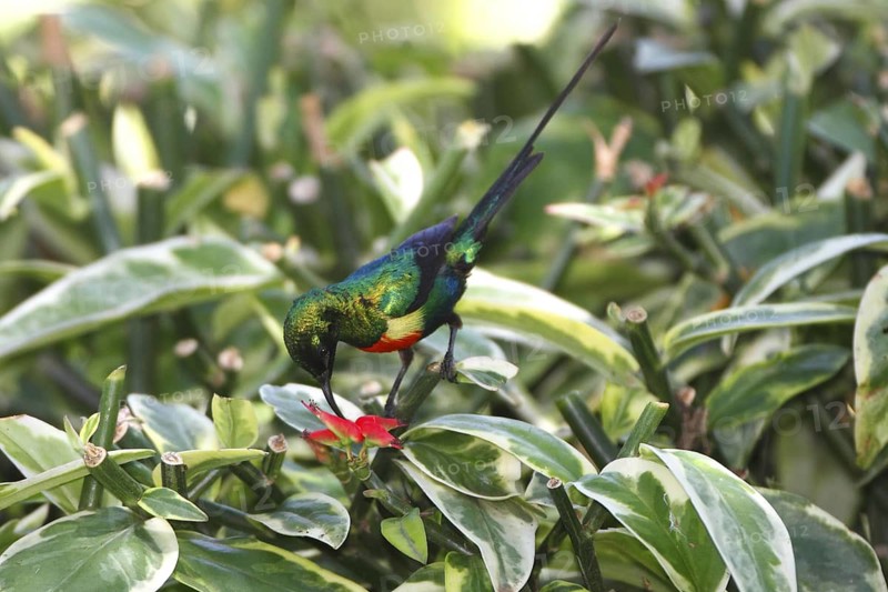 Beautiful Sunbird (Cinnyris pulchellus) male, Lake Baringo, Kenya
