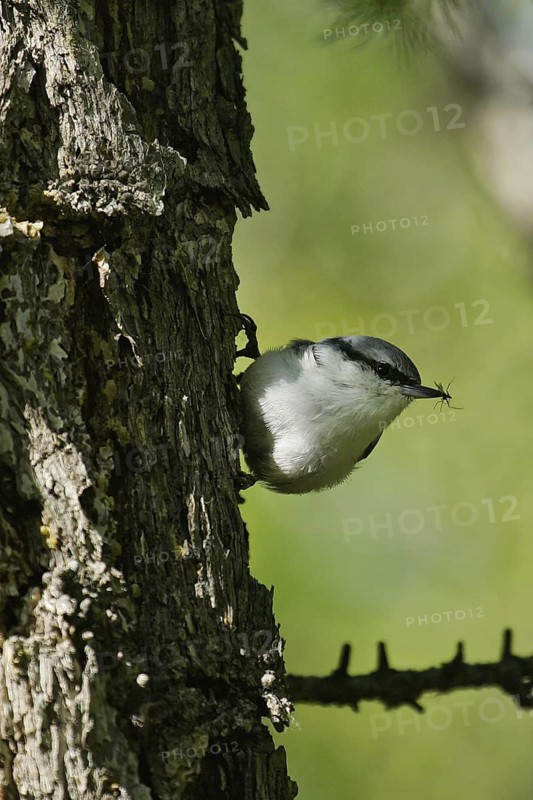 Eurasian Nuthatch (Sitta europaea baicalensis) with insect prey in beak, Buir Lake, Mongolia