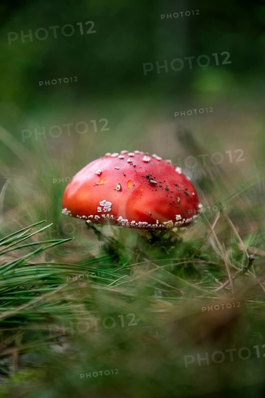 Close-up of a solitary red fly agaric in the greenery