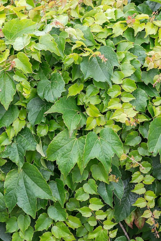 Maidenhair vine (Parthenocissus tricuspidata 'Veitchii'), Botanic Garden, Germany