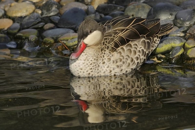 Red-billed Teal (Anas erythrorhyncha), California, USA