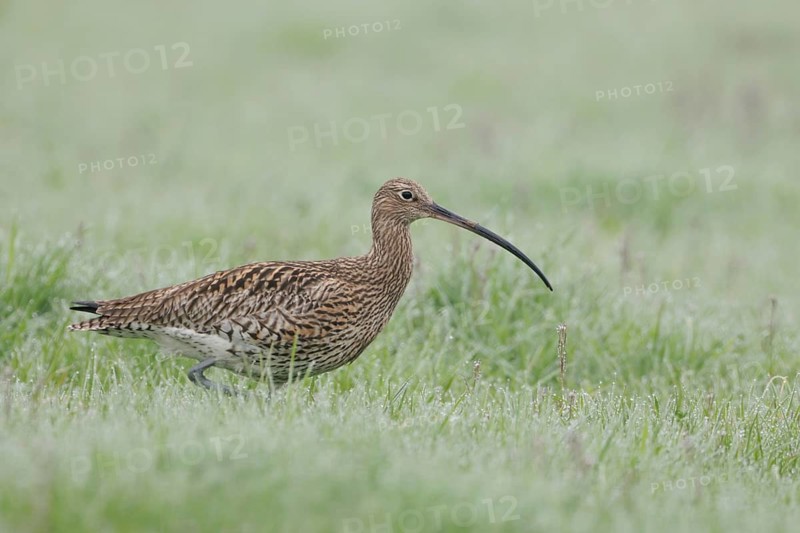 Eurasian Curlew (Numenius arquata) female foraging, North Rhine-Westpalia, Germany