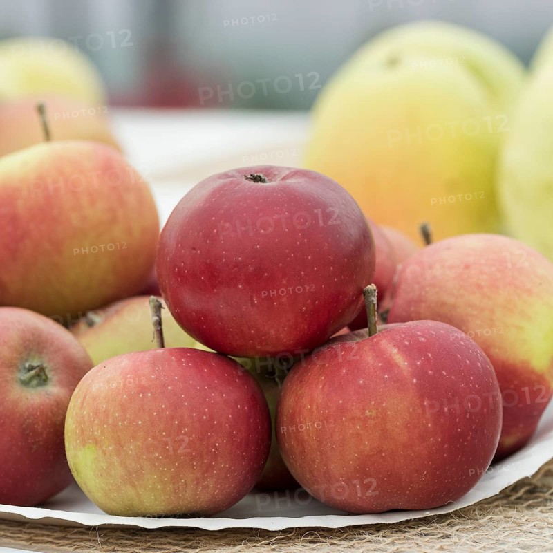 Apple (Malus domestica 'Purpurroter Cousinot'),  Germany