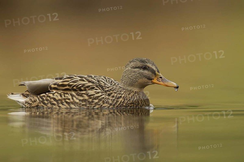 Mallard (Anas platyrhynchos) female, Grisons, Switzerland