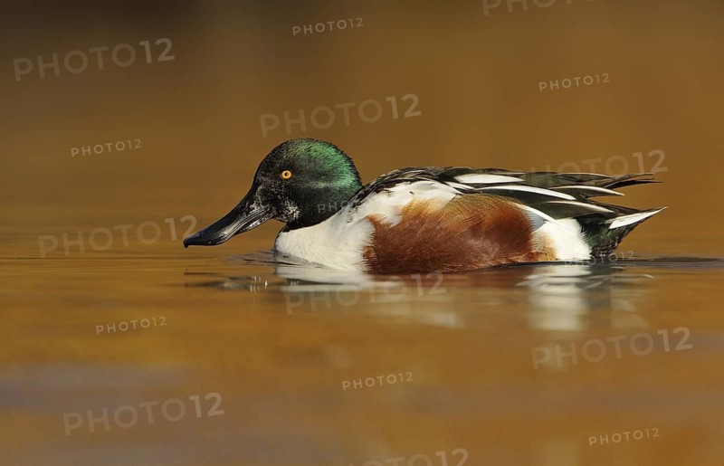 Northern Shoveler Male (Anas clypeata) - Victoria BC, Canada