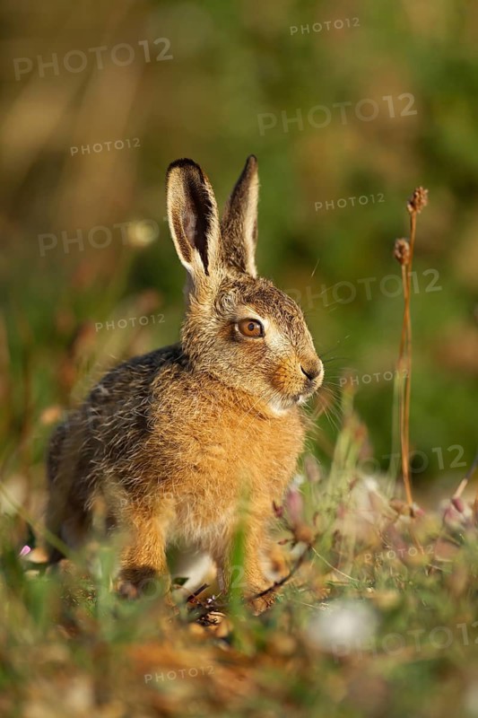 European brown hare (Lepus europaeus) juvenile baby leveret animal in grassland in the summer, England, United Kingdom