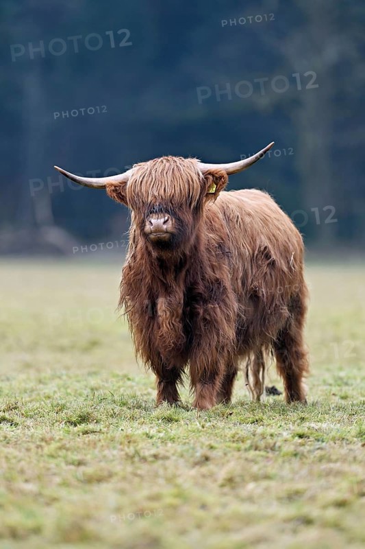 Highland cattle (Bos taurus), adult animal standing in a meadow, Switzerland