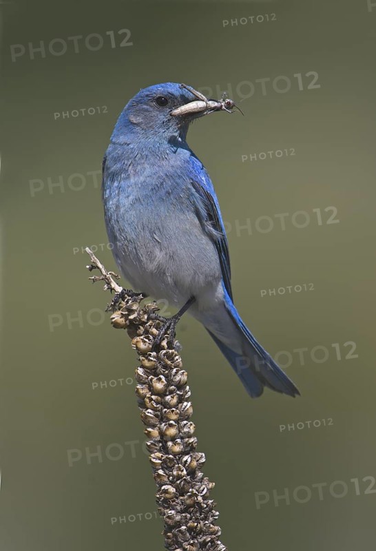 Mountain Bluebird (Sialia currucoides), Oregon, USA