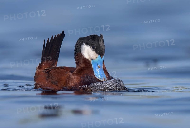 Ruddy Duck (Oxyura jamaicensis) male, British Columbia, Canada