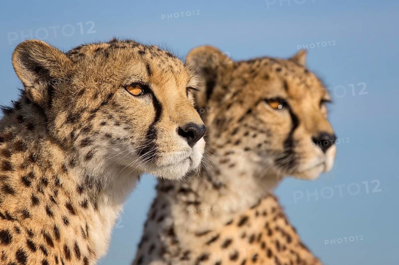 Cheetah (Acinonyx jubatus) captive, two females, Castile-La Mancha, Spain