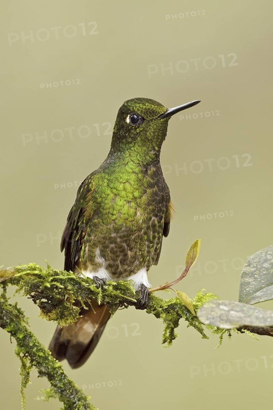 Buff-tailed Coronet (Boissonneaua flavescens), Ecuador