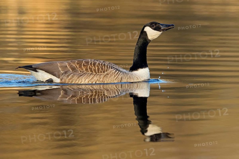 Canada goose, (Branta canadensis), animals, birds, goose, geese, duck family, NSG Wagbachniederung, Waghäusel, Baden-Würrttemberg, Germany