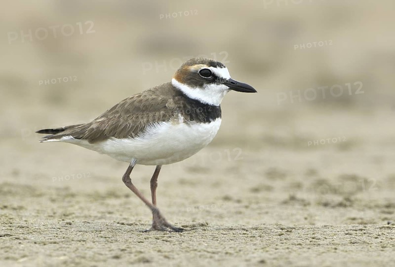 Wilson's Plover (Charadrius wilsonia), Texas, USA