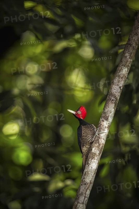 Pale-billed woodpecker in rainforest