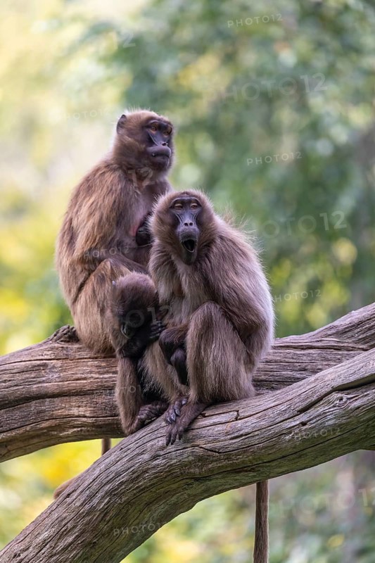 Group of Gelada (Theropithecus gelada), or bleeding-heart monkey sitting on a log grooming each other. A green forest in the background