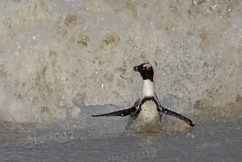 African Penguin (Spheniscus demersus) in surge, Western Cape, South Africa