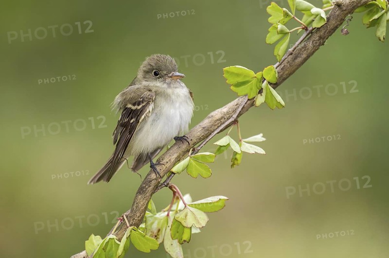 Acadian Flycatcher (Empidonax virescens) perched on a branch, Texas, USA