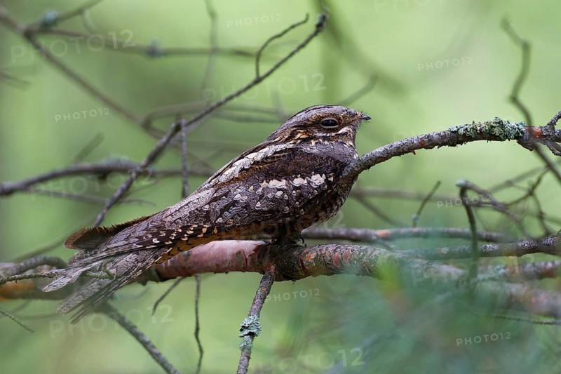European Nightjar (Caprimulgus europaeus) perched on a branch, Brandenburg, Germany