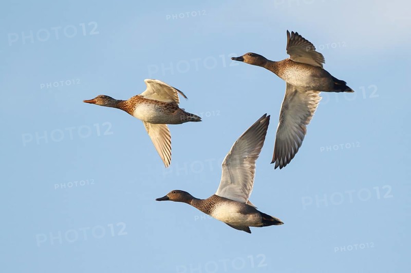 Gadwall (Mareca strepera) flock flying, North Rhine-Westphalia, Germany