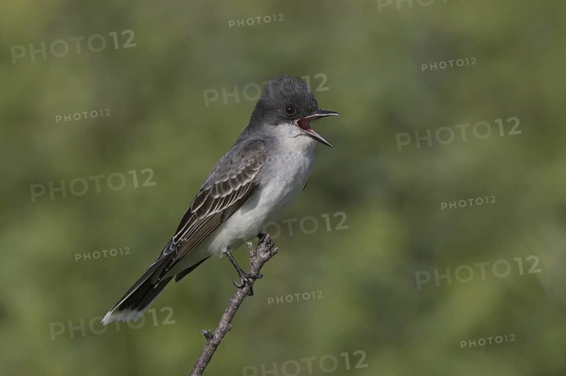 Eastern Kingbird (Tyrannus tyrannus) singing, Montana, USA