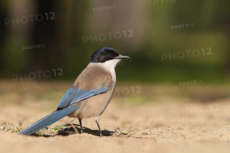 Iberian Magpie (Cyanopica cooki), Andalusia, Spain