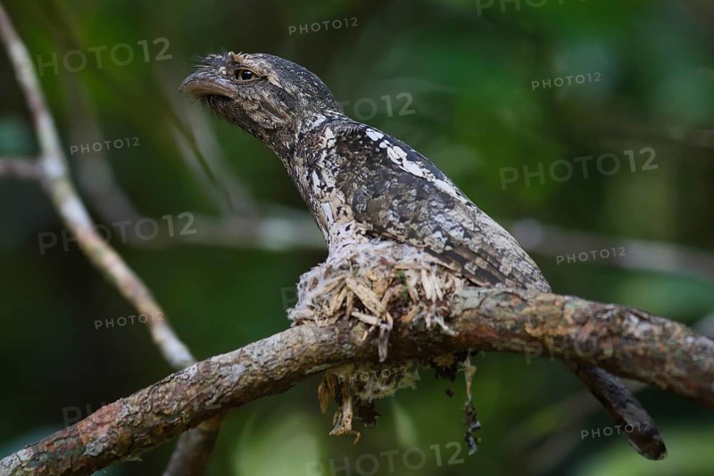 Sunda Frogmouth (Batrachostomus cornutus) male nesting, Sumatra, Indonesia