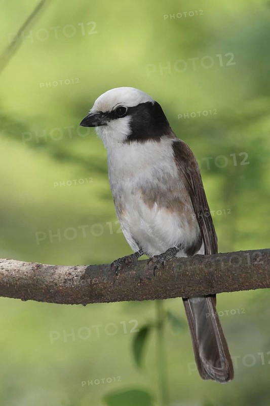 Northern White-crowned Shrike (Eurocephalus ruppelli), Lake Baringo, Kenya
