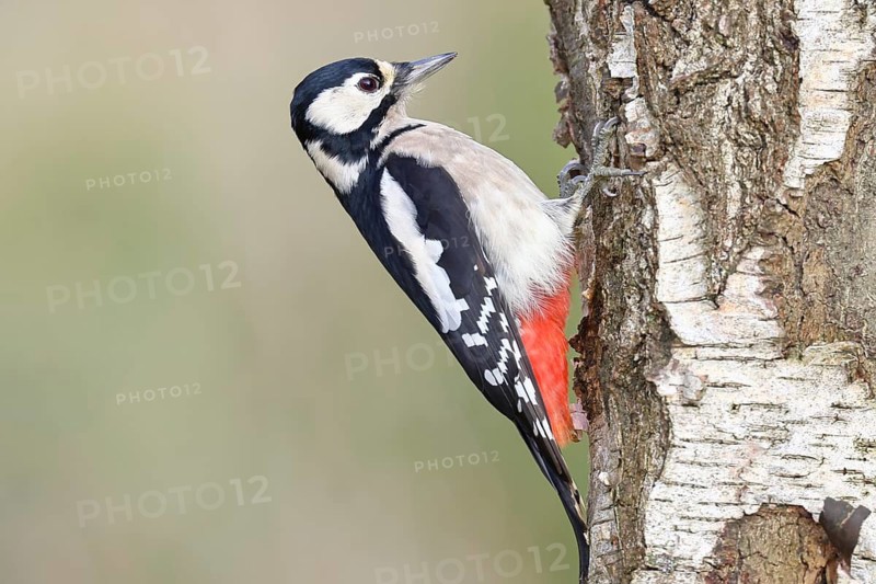 Great spotted woodpecker (Dendrocopus major), female, foraging on the trunk of a common birch (Betula pendula), wildlife, woodpeckers, nature photography, autumn, Wilnsdorf, North Rhine-Westphalia, Germany