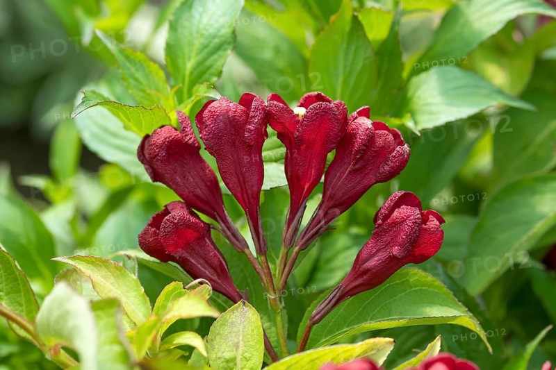 Weigelie (Weigela CHERRY LOVE), An den Dorfwiesen 9, Germany