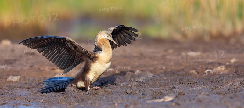 African darter (Anhinga rufa), Marakissa River Camp / Canoe tri, Marakissa, South Bank, Gambia
