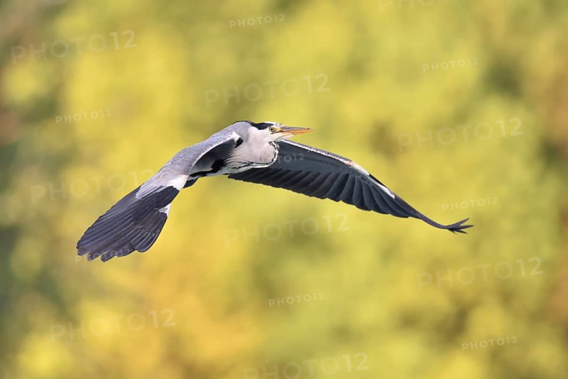 Grey Heron (Ardea cinerea) flying, North Rhine-Westphalia, Germany