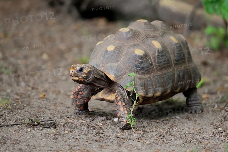 Coal turtle (Geochelone carbonaria), adult, foraging, running, South America