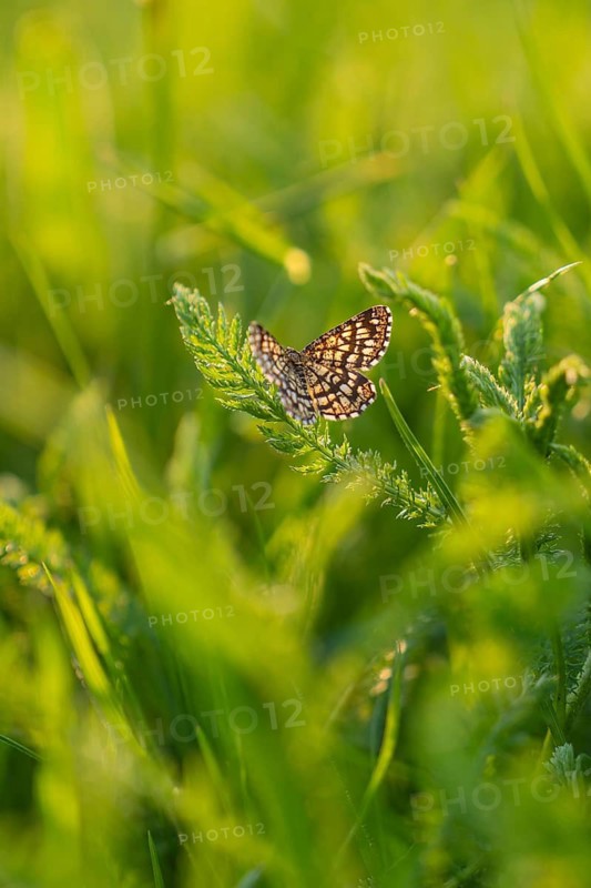 Close-up of a butterfly on a fern leaf in natural light with a sharp wing pattern, Gechingen, Black Forest, Germany