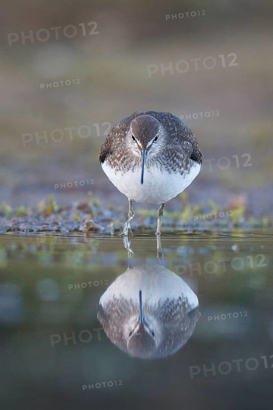 Green Sandpiper (Tringa ochropus) foraging, North Rhine-Westphalia, Germany