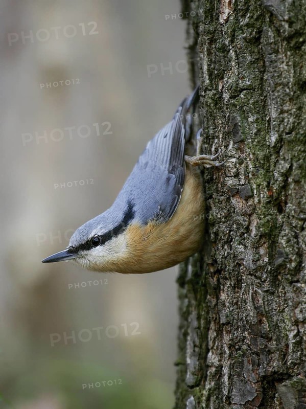 Eurasian Nuthatch (Sitta europaea), Berlin, Germany