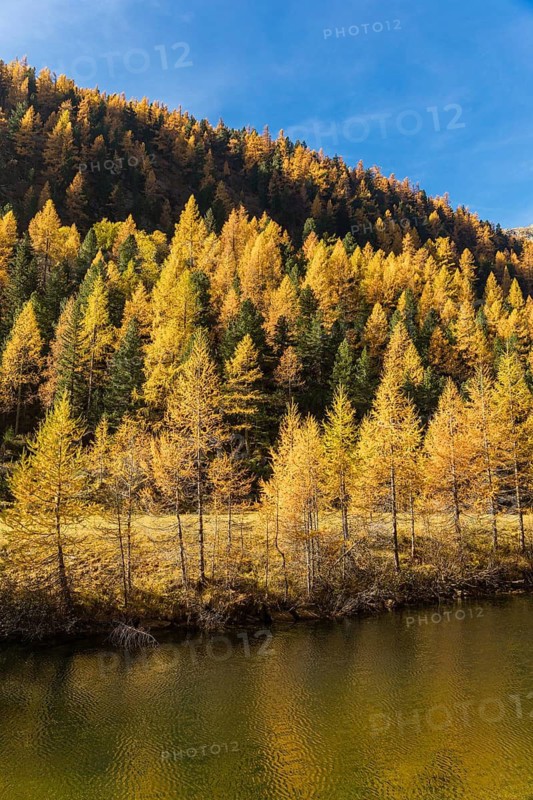 Fall foliage seen from the Malta Hochalm road. Carithia, Austria