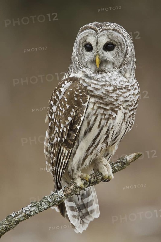 Barred Owl (Strix varia), Ontario, Canada