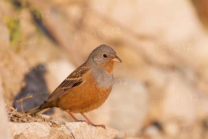 Cretzschmar's Bunting - Grauortolan - Emberiza caesia, Cyprus, adult male