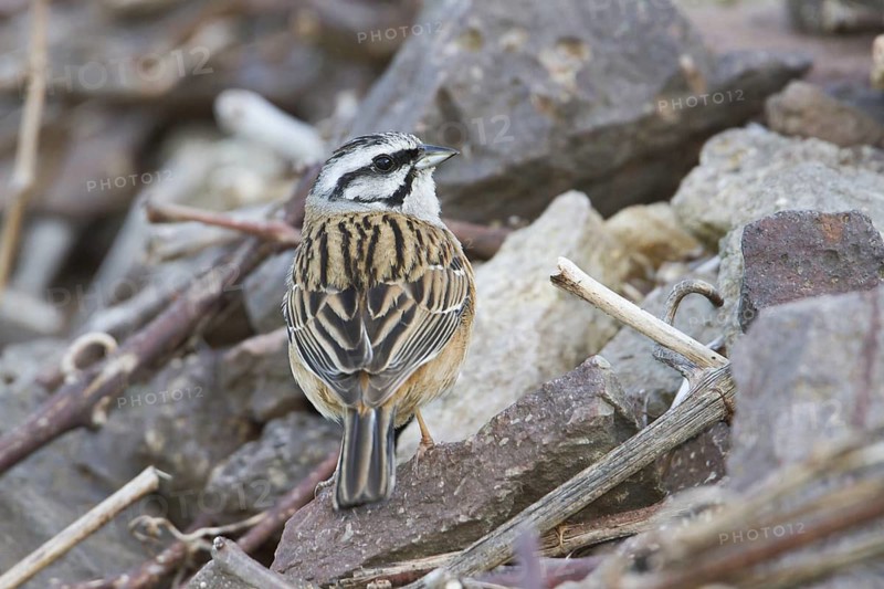 Rock Bunting -Zippammer - Emberiza cia ssp. cia, Germany, adult male