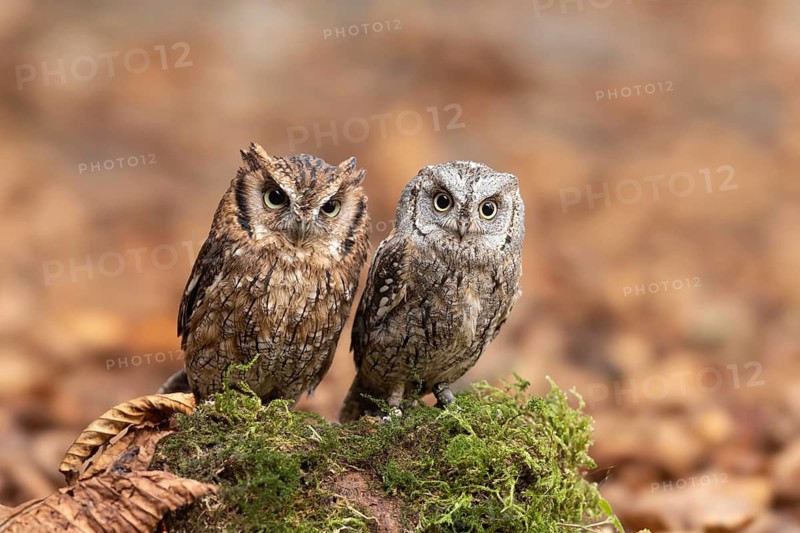 Eurasian Scops Owl (Otus scops) & Tropical Screech Owl (Megascops choliba) captive, Bavaria, Germany