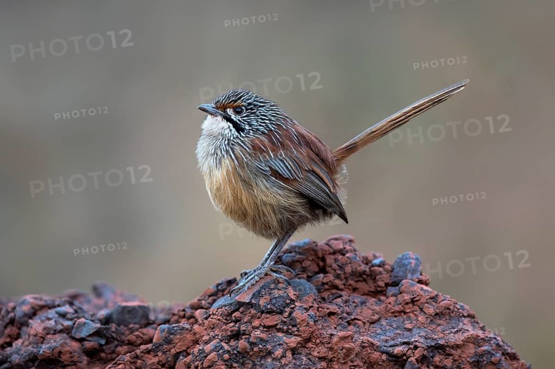 Striated Grasswren (Amytornis striatus whitei) perched on a rock, Western Australia, Australia