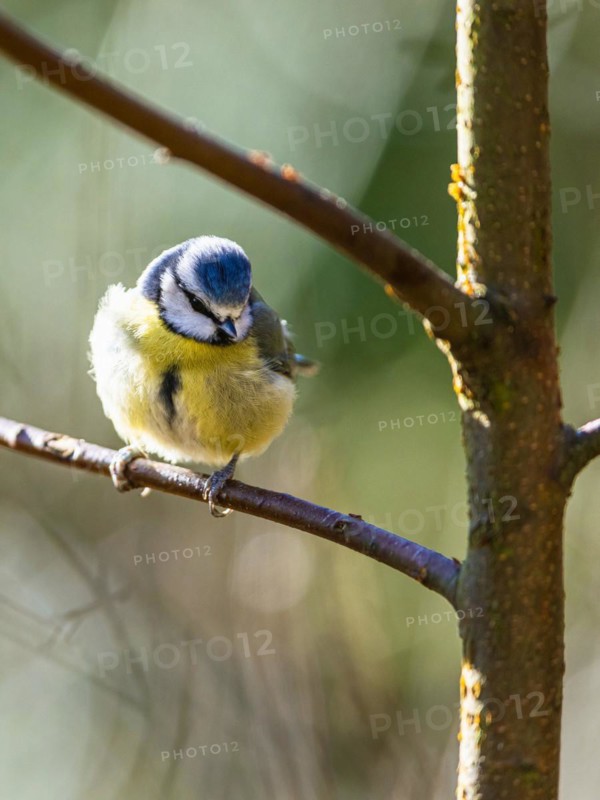 Blue Tit, Cyanistes Caeruleus, bird in forest at winter