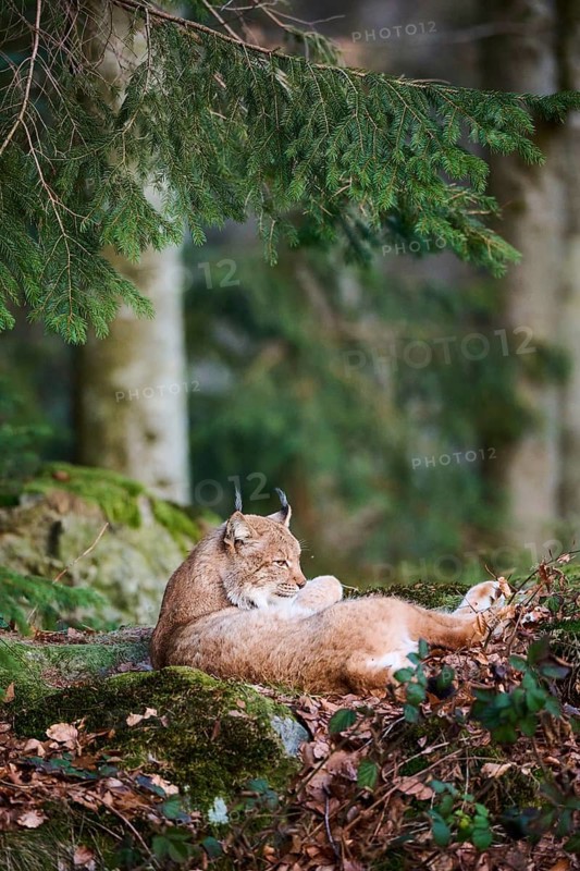 Eurasian lynx (Lynx lynx) lying in the forest, Bavaria, Germany