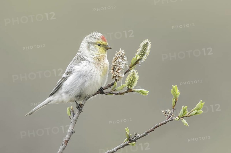 Arctic Redpoll (Acanthis hornemanni), Alaska, USA