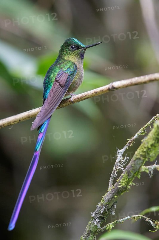 Violet-tailed Sylph (Aglaiocercus coelestis) perched on a branch in Ecuador