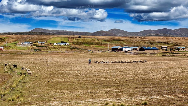 Shepherd with flock in a vast field on a cloudy day, The villages and countryside near Puno in Peru
