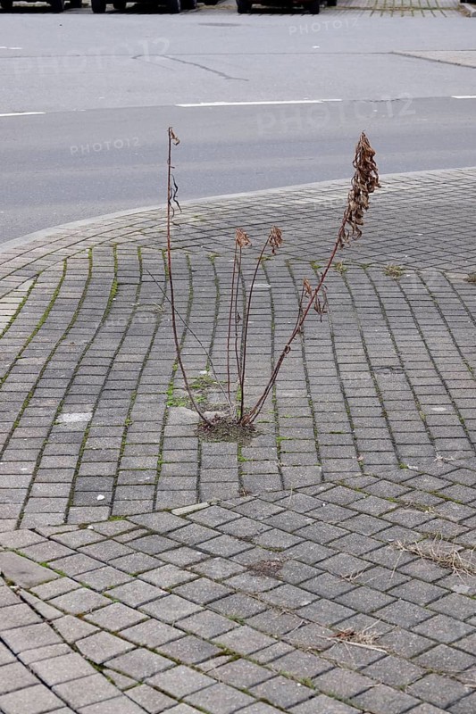 Inadequate urban greening, Winter, Germany